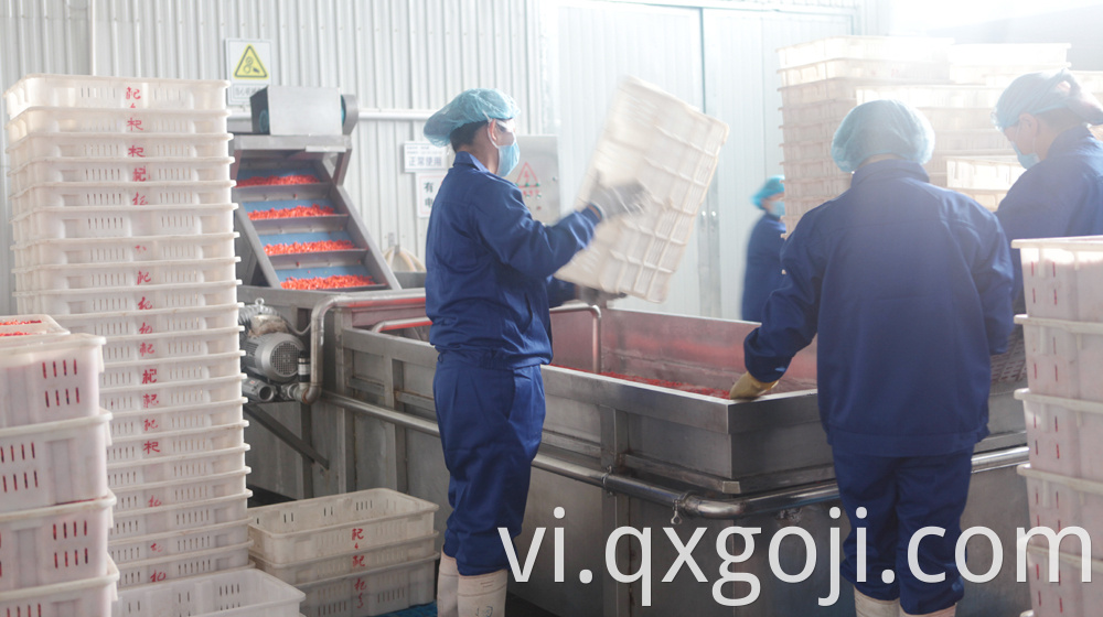 GMP Factory Supply Goji Juice